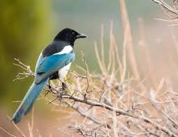 how to attract magpies to your garden