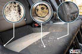 how to remove mold from your car