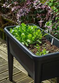 easy vegetables to grow in pots