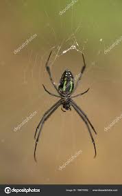 spider leucauge tetragnathidae jue