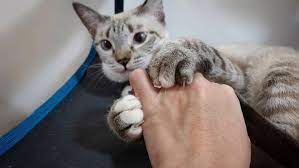 laser declawing your cat pros cons