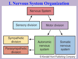 anatomy 2h autonomic nervous system
