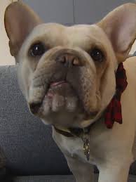 Our family has been breeding english bulldogs & french bulldogs for 15 years in southern california. Dog Owner Has Warning For Others After Puppy Eats Pot In Seattle Park Komo