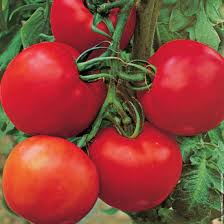 cobra tomato greenhouse ss seeds