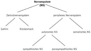 Das periphere nervensystem, kurz pns, ist der teil des nervensystems, der nicht zum gehirn und zum rückenmark, dem zentralen nervensystem , gehört. Nervensystem Lexikon Der Psychologie