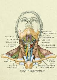 Ships within 2 business days. Muscles Of The Neck And Torso Classic Human Anatomy In Motion The Artist S Guide To The Dynamics Of Figure Drawing