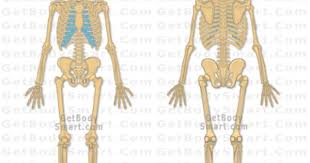Getting the most out of online therapy. Get Body Smart Site Has All Kids Of Pictures From Any Angle You Can Imagine Of The Skeletal Skeletal System Anatomy Human Skeletal System Human Body Systems