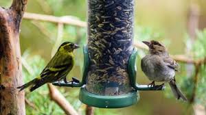 7 common bird feeding mistakes to avoid