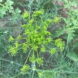 What do you do with dill heads?