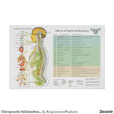 Chiropractic Subluxation Spinal Nerves Ans Chart Zazzle