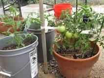 are-plastic-pots-ok-for-tomatoes