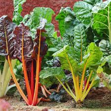fruits and vegetables that grow in the