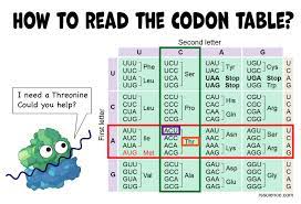 how to read the amino acids codon chart