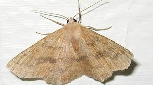 pantry moths in your kitchen cupboards