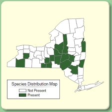 Knautia arvensis - Species Page - NYFA: New York Flora Atlas