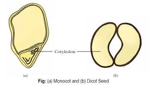 flower of monocot and dicot plants
