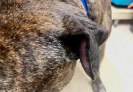 canine aural hematoma