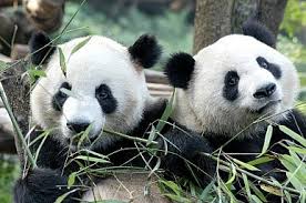Fakta Panda China ke Malaysia yang perlu anda tahu (WAJIB BACA)
