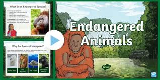 In more modern times, however, human activity has been to blame. Ks2 Endangered Animals And Species Powerpoint Project Work