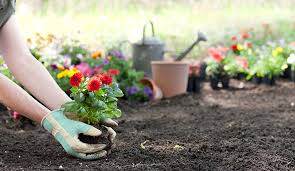 Flower Bed And Start A Flower Garden