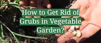 grubs in vegetable garden