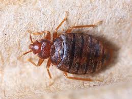 Can Bed Bugs Stand The Heat Pest