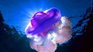 jellyfish desktop and mobile wallpaper
