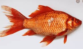 Arapaima gigas adalah nama latin dari ikan arapaima ini, ikan arapaima juga disebut ikan piche dan pirarucu. Ikan Air Tawar Pengertian Ciri Jenis Beserta Macamnya