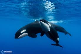 Facts About Orcas Aka Killer Whales Underwater