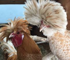 We did not find results for: White Laced Buff Polish Chickens