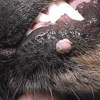 can dog warts spread nzymes