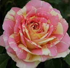 international rose test garden