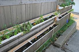 growing an urban vegetable garden