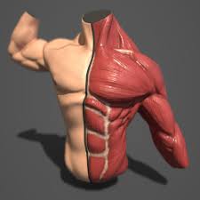 Muscles of the torso, as well as muscles in the arms or legs, can give the impression of a thin or athletic person. Michal Kapica Male Torso Anatomy