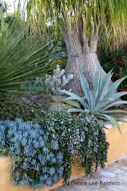 Succulent Gardens Eclectic