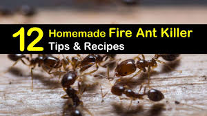 We did not find results for: 12 Do It Yourself Fire Ant Killer Recipes That Work