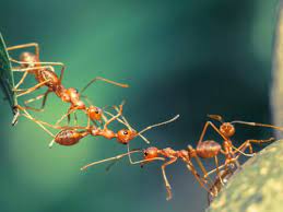 Ants make medicine out of tree sap and fungi