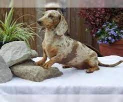 Find dachshund puppies and breeders in your area and helpful dachshund information. Puppyfinder Com Dachshund Puppies Puppies For Sale Near Me In Texas Usa Page 1 Displays 10