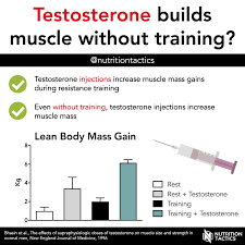 testosterone builds muscle without