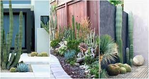 outdoor cactus garden ideas for the
