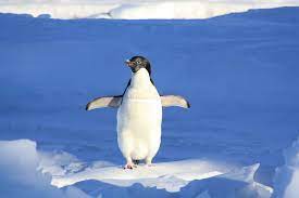 There are 17 species on penguins on the planet. What Sound Do Penguins Make Penguins Blog