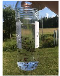 homemade ant schnapps vodka infused by