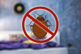what to expect after bed bug treatment