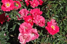 flower carpet pink supreme rose