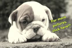 English bulldog puppies will be born in spring/summer 2021. English Bulldog Puppies For Sale In Ohio English Bulldog Breeders Oh