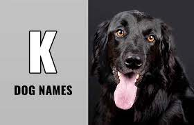 dog names that start with k petnamee