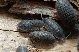 how to get rid of woodlice