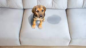 how to get smell out of couch of