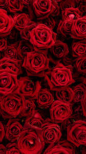earth rose red flower flower