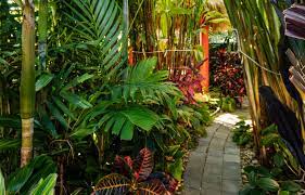 create your own tropical backyard oasis